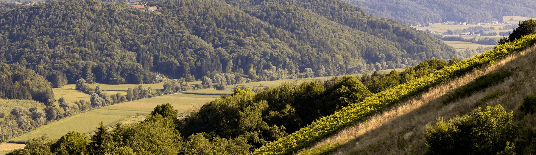 Weite, grüne Weinlandschaft mit sanften Hügeln und bewaldeten Bergen im Hintergrund.